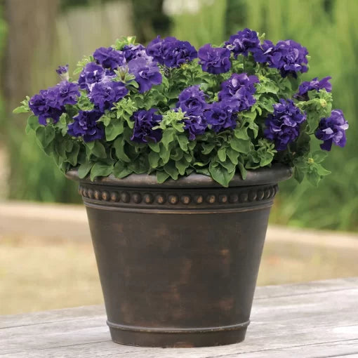 blue blue flower seeds