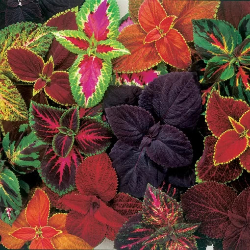 complete mix flower seeds