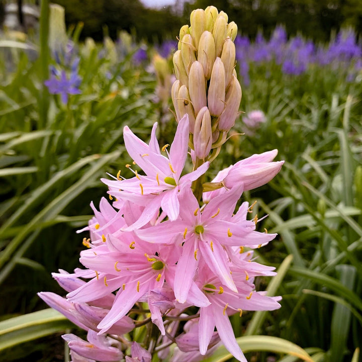 Pink Camassia Flower Seeds – Heirloom, Non-GMO Seeds, High Germination Organic Garden Seeds for Planting