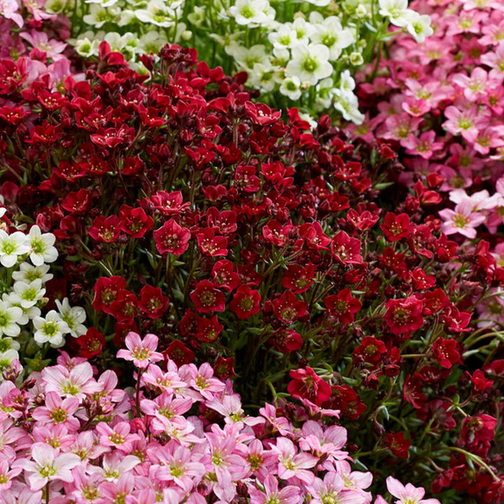 Saxifraga Flower Seeds Mixed – Heirloom, Non-GMO, High Germination Seeds for Planting