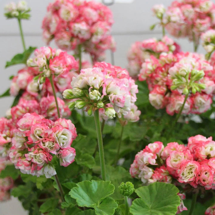 Light Pink Apple Geranium Flower Seeds – Heirloom, Non-GMO, High Germination Seeds