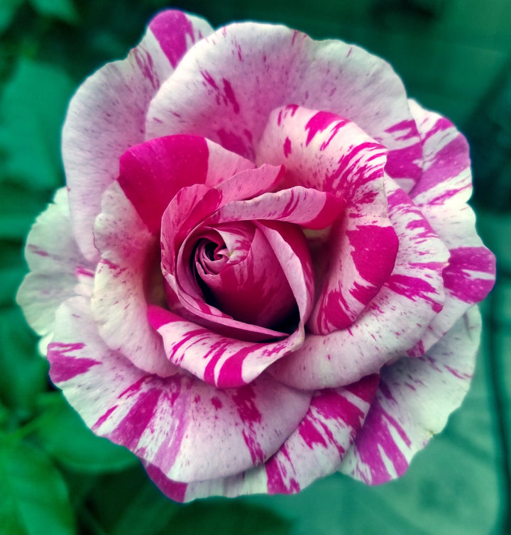 Semillas de rosa Osiria rosa para plantar – Semillas de jardín orgánicas de alta germinación, reliquia, sin OMG