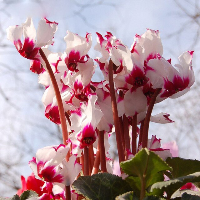 Red White Cyclamen Flower Seeds for Planting – Heirloom Non-GMO High Germination