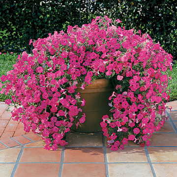 pink pink flower seeds