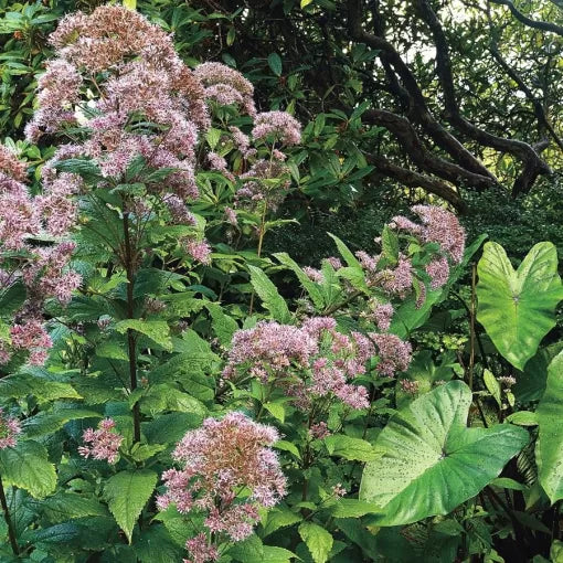 joe pye flower seeds