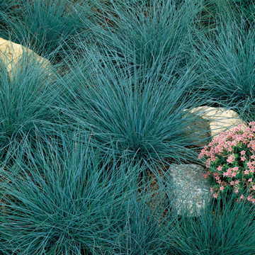 blue blue flower seeds