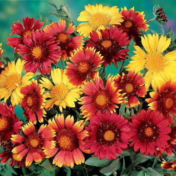 painters palette flower seeds