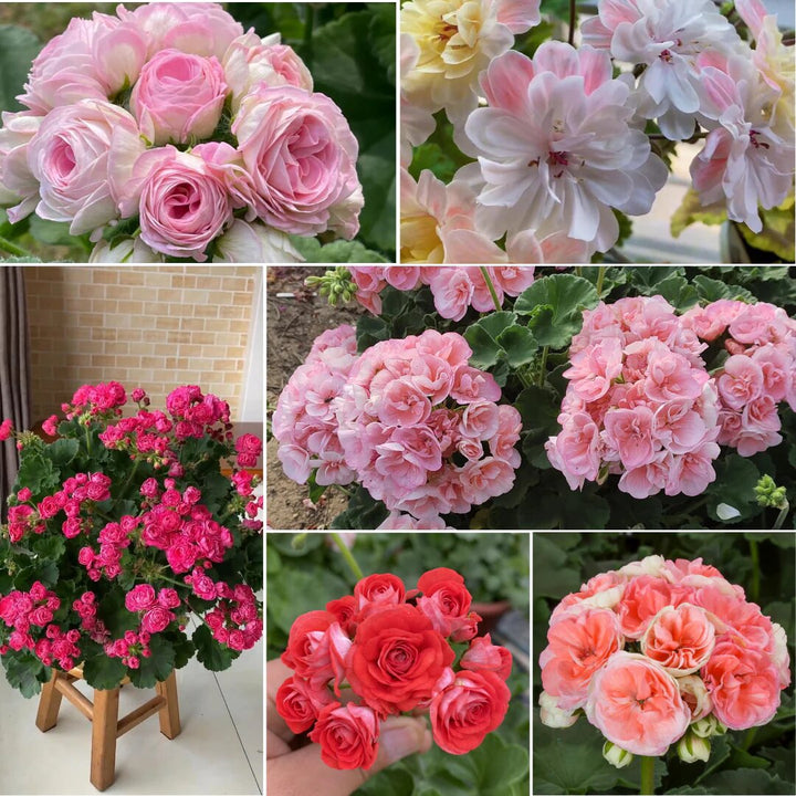Mixed Geranium Apple Blossom Flower Seeds – Heirloom, Non-GMO Seeds for Planting