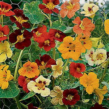 jewel of flower seeds