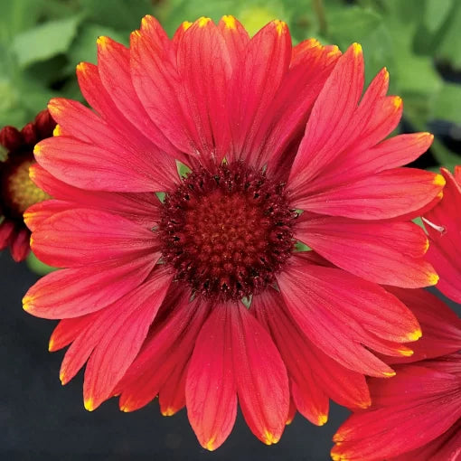 red red flower seeds