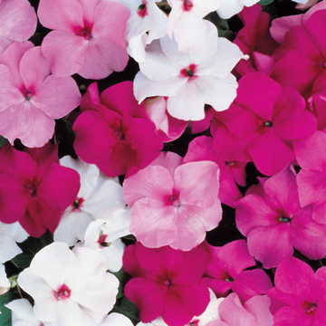 accent mystic flower seeds