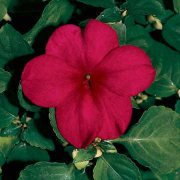 red burgundy flower seeds