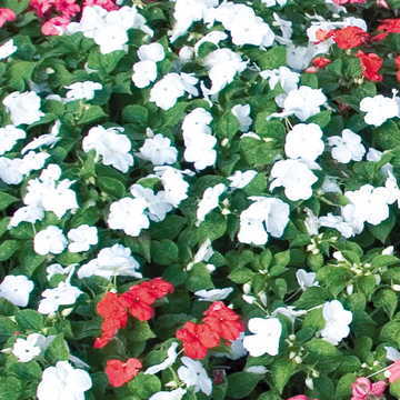 white white flower seeds