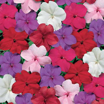 white tempo flower seeds