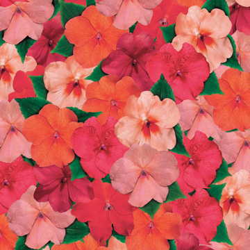 cancun hybrid flower seeds