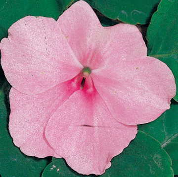 pink pink flower seeds
