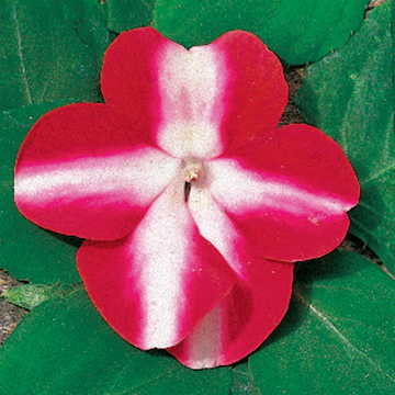 red white flower seeds