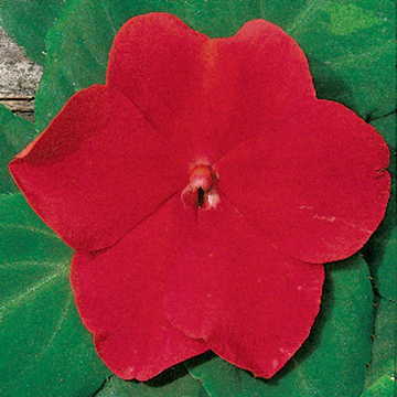 red red flower seeds