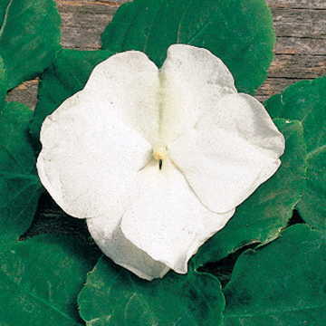 white bride flower seeds