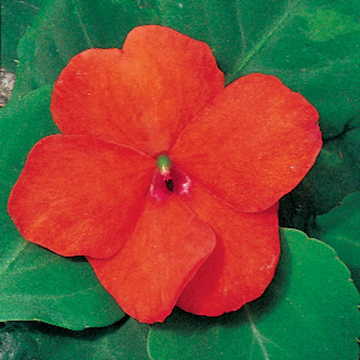 orange tango flower seeds