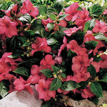 sunny lady flower seeds