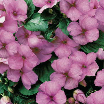 lilac shimmer flower seeds