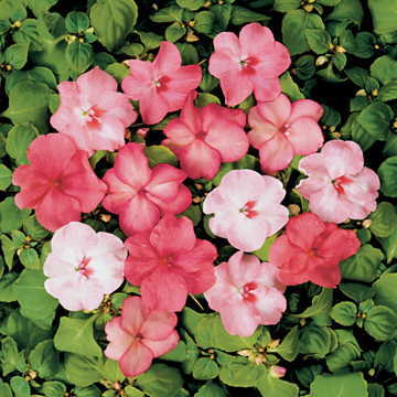 blushing beauties flower seeds