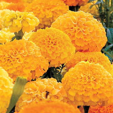 golden whopper flower seeds