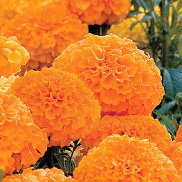 orange orange flower seeds