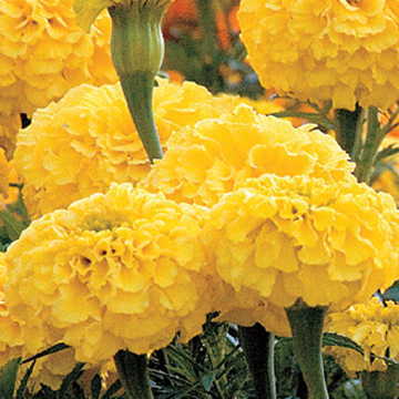 yellow golden flower seeds