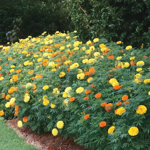 whopper marigold flower seeds