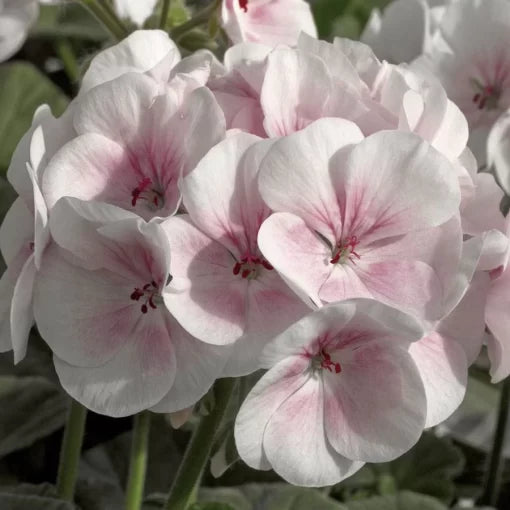 pink appleblossom flower seeds
