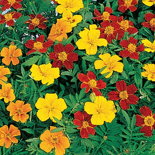 disco marigold flower seeds