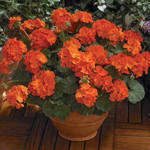 orange orange flower seeds