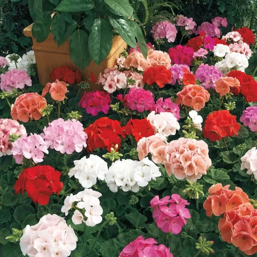 maverick mix flower seeds