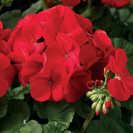 red scarlet flower seeds