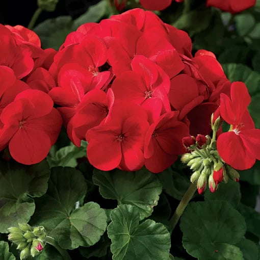 red red flower seeds