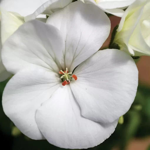 white white flower seeds