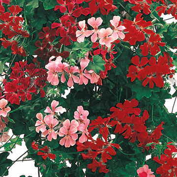 summer showers flower seeds