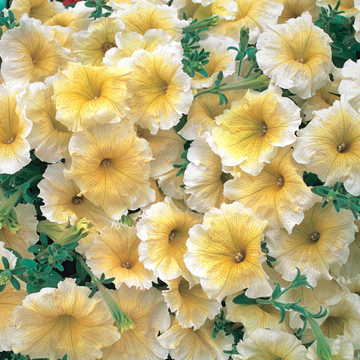 yellow yellow flower seeds