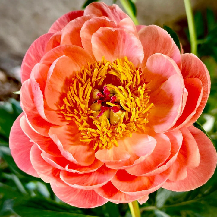 Orange Peony Flower Seeds – Heirloom, Non-GMO, High Germination Seeds