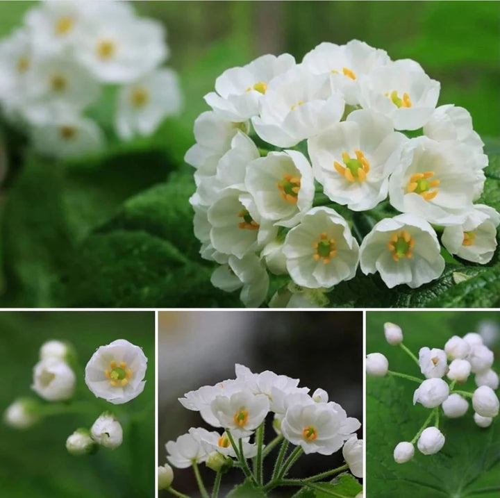Diphylleia Flower Seeds White – Heirloom Non-GMO High Germination Seeds for Planting