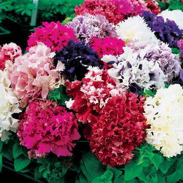 all double flower seeds