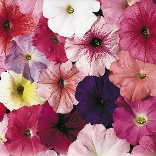 celebrity mix flower seeds