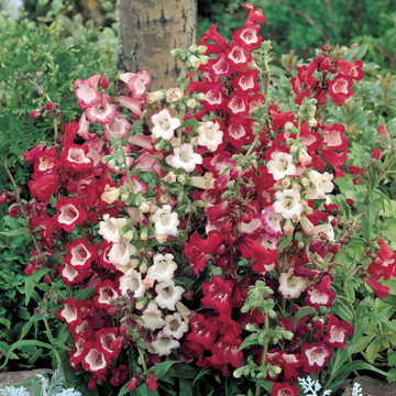 esprit mix flower seeds