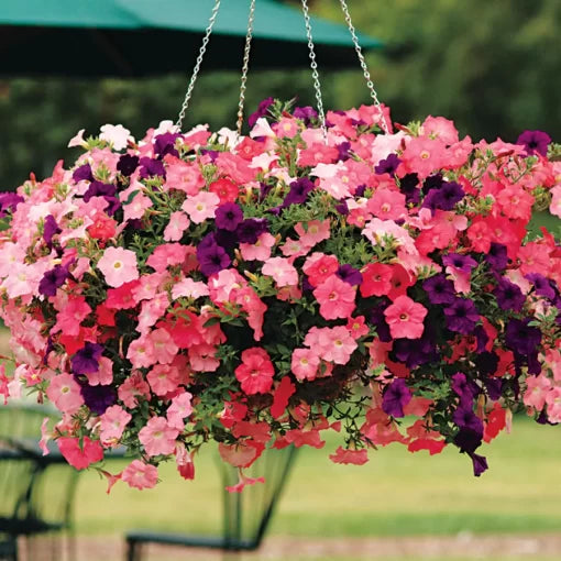 beachcomber mix flower seeds