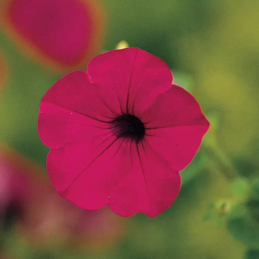 purple lavender flower seeds