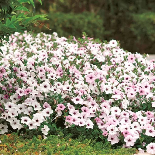 silver silver flower seeds