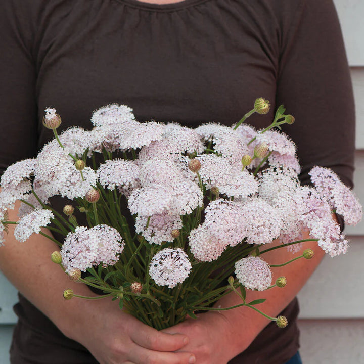 Pink Lace Flower Seeds – Heirloom, Non-GMO, High Germination Organic Garden Seeds for Planting