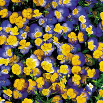 blue yellow flower seeds